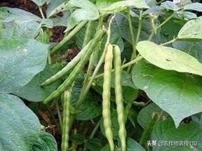 最实用的红豆高产栽培技术要点（干货）