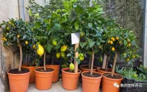 盆栽橙子种植(过年吃剩的柠檬橙子籽，丢盆里9天长成小盆栽，绿油油太喜人)
