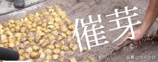 地膜土豆种植正当时，关键要采取四项措施