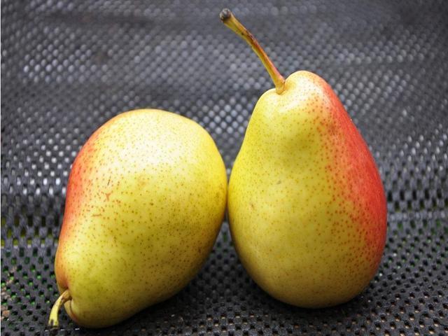 苹果梨好吃还甜，学会种植方法去种植，种植出来的苹果梨还很水嫩