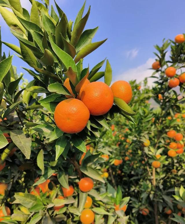 广西种植200亩砂糖橘42岁柑橘代办，抓住2点每年卖货300万斤