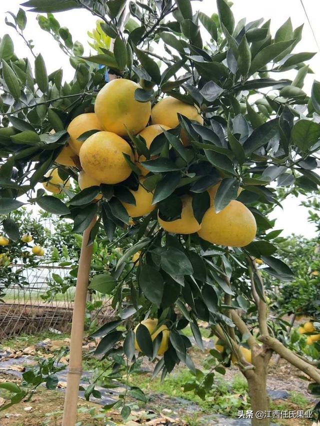 柑橘的四季种植管理技术，做到这几点，年年是个丰收年