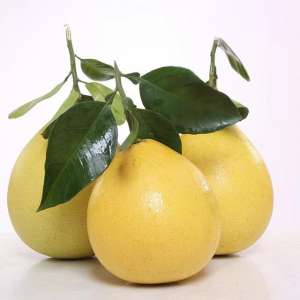 柚子的种植(要想栽培出高品质的柚子，种植管理上还需要下这几点功夫)