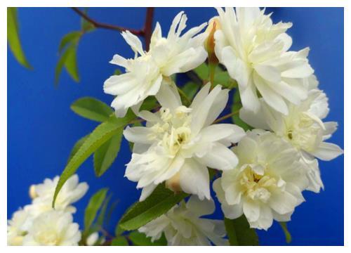 盆栽木香花如何养？教你3个养护木香花的妙招，花开淡雅清香扑鼻
