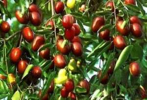 沙枣树的种植方法(红枣的栽培技术和管理方法)