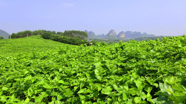 2023年广西农业主推技术——亚热带蚕桑优质高产高效种养配套技术