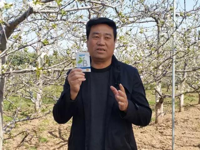 吕平会：樱桃一亩产值10000元，花期管理要搞好！