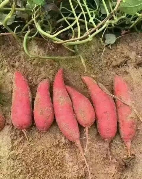 红薯的高效、高产栽培关键技术