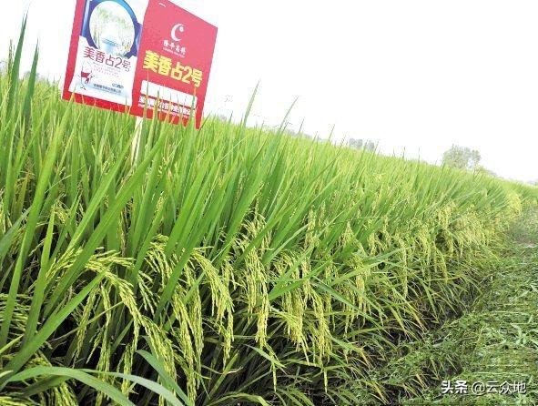 如何种好优质稻？详解6个稻米品质的影响因素及保优技术要点
