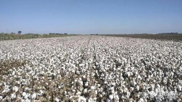 南疆棉区机采棉优质高效栽培技术