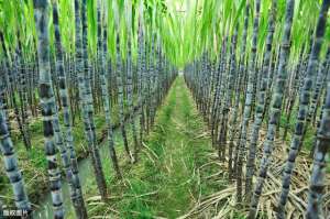 海南甘蔗种植技术(甘蔗种植栽培技术，是你想要的种植方法，能让收益翻倍)
