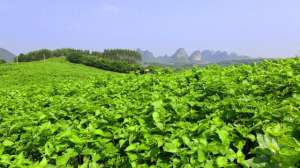 种植业绿色食品生产技术(2023年广西农业主推技术——亚热带蚕桑优质高产高效种养配套技术)