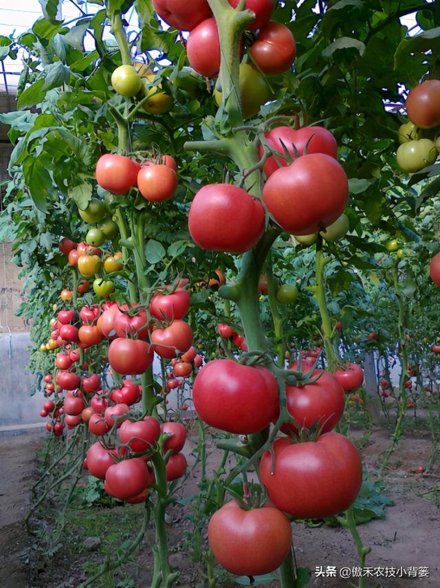 种植番茄这样整枝打杈去管理，长势壮、结果多、个头大、产量高
