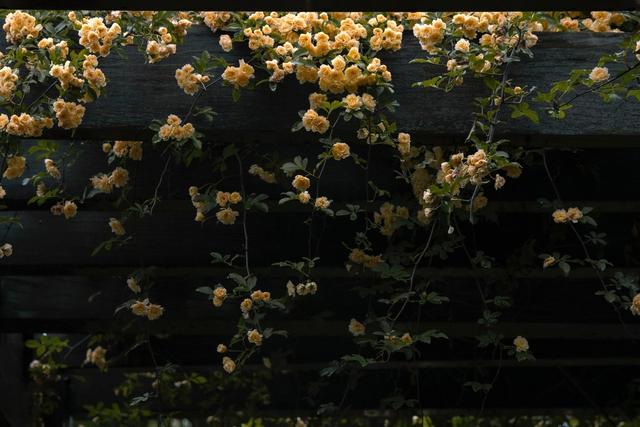北方庭院别错过这5种花，轻松开成大花墙，好看好养又耐寒