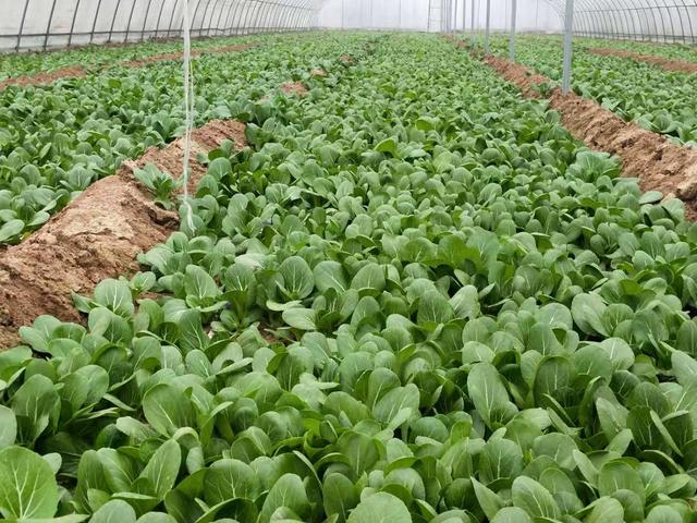 一种耐寒的青菜，管理方法简单，产量高，适合秋冬种植