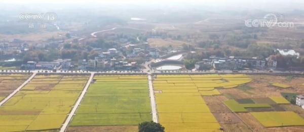 广东南雄46万亩晚稻陆续开镰收割 科技助力晚稻丰产丰收