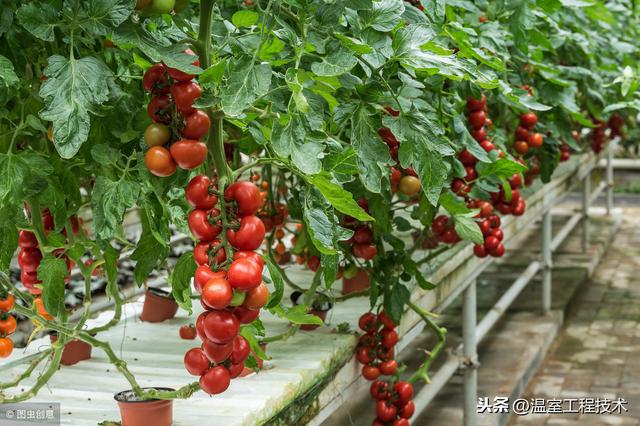 新农人刚做温室大棚种植怎么能不了解二十四节气蔬菜定植安排呢