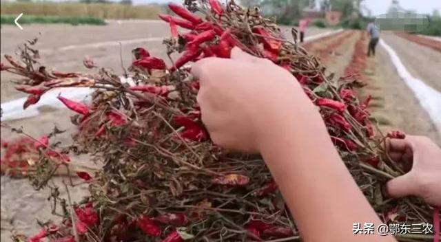 农村70岁的老人种4亩红辣椒，亩产750斤，能获3.5万元，真羡慕