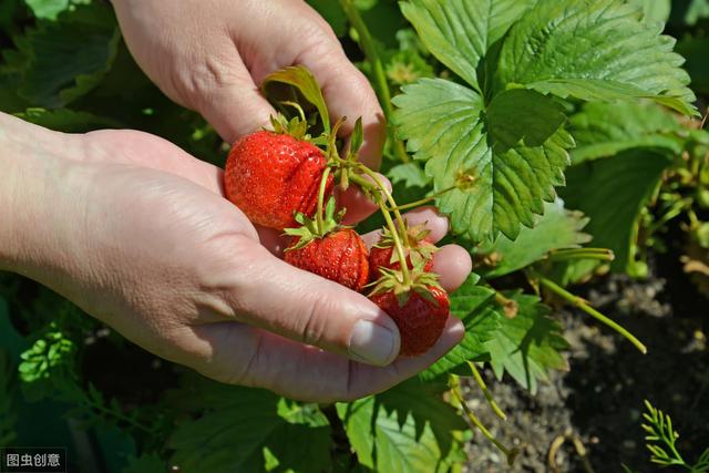 草莓小拱棚栽培，需要注意哪些细节？怎样才能让草莓美观又好吃