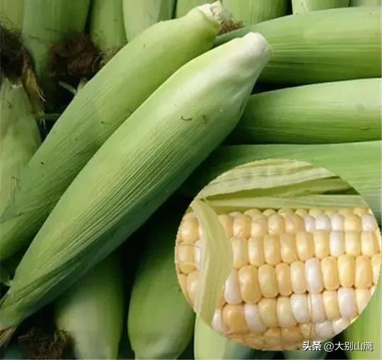 水果玉米及种植技术介绍