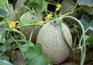 哈密瓜的种植季节(如何栽培出高品质的哈密瓜呢？此方法简单、独特、产量效益高)