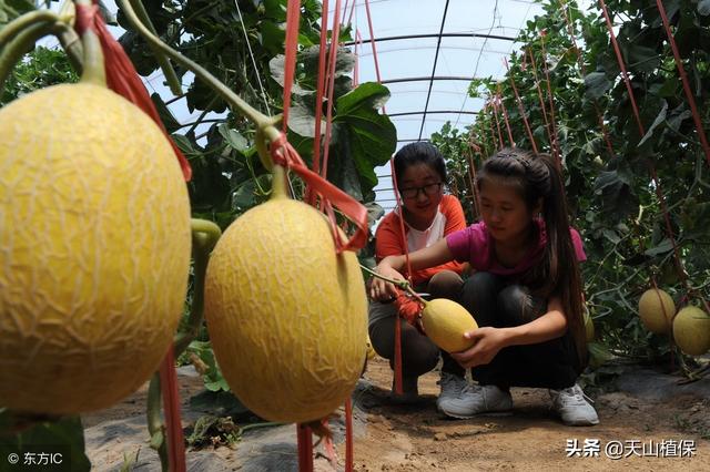 哈密瓜很多人喜爱吃，小农和你分享哈密瓜栽培及病虫害防治要点