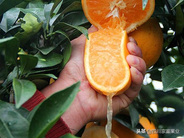 柑橘生长环境分析，前期选园区要注意这几点！