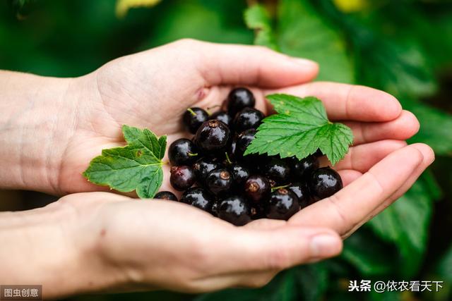第三代水果“黑加仑”潜力巨大，想发展种植，别急！看完再说