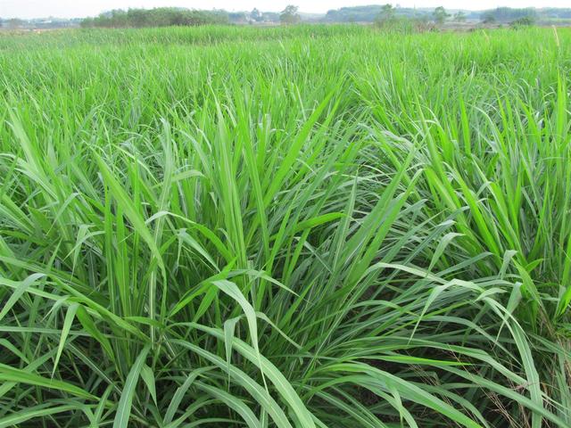 “草中皇帝”皇竹草是种优良牧草，还有环保价值，多地均可栽种
