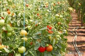 露天番茄种植管理技术(西红柿露地栽培技术)