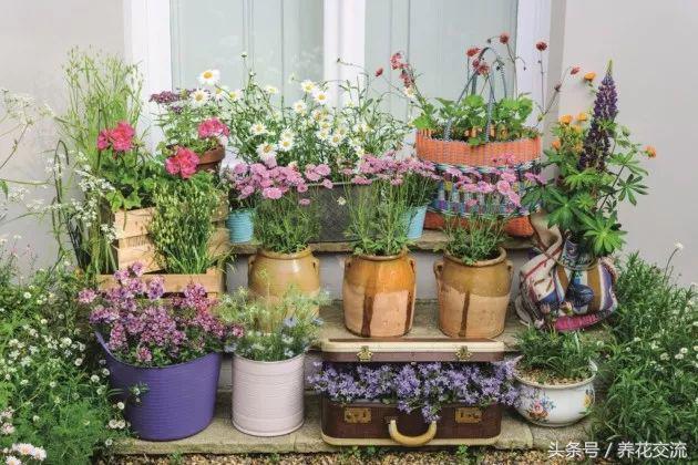 养花园艺的7个技巧，帮你种出一个靓丽清新的小花园