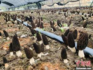 高海拔地区适合种植(甘肃高原羊肚菌“全季”出菇 最高种植海拔达4000米)