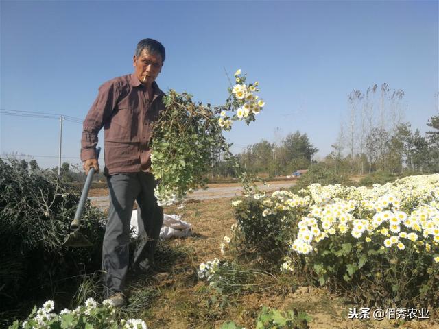 农村这种作物：可泡茶可做枕头，行情稳定易种植，亩赚3000元