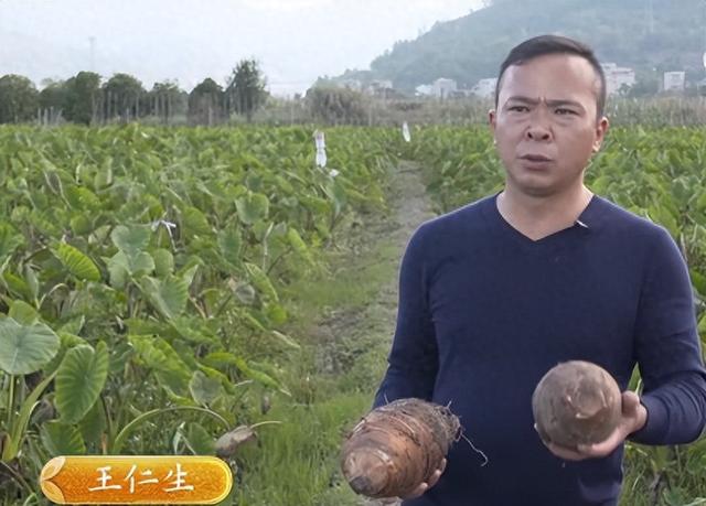 广西小伙种植芋头，年销售额达700多万元，单价凭啥比别人高四倍