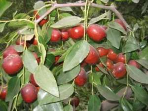 种植什么枣树品种最好(5个枣新品种，酸酸甜甜味道好)
