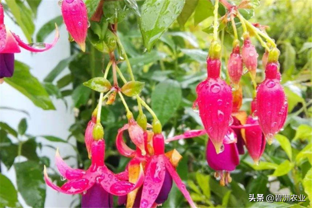 碧洲农业：分享关于灯笼花种植技术，掌握以下步骤，一定花开鲜艳