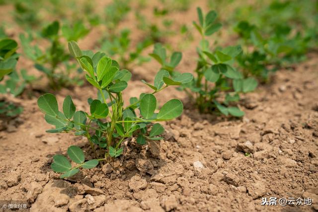 红壤旱地花生如何高产种植？照着种植技术要点做，花生产量高
