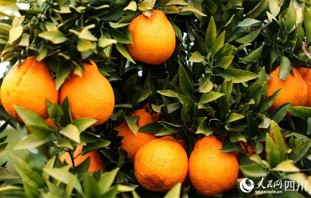 四川仁寿：丑橘丰收 香满田园