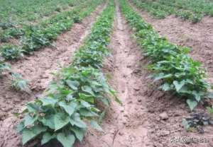 土瓜怎么种植方法(露地红薯套种南瓜，高效种植技术要点)