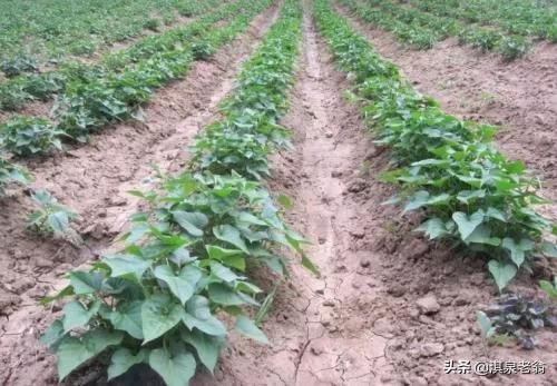 露地红薯套种南瓜，高效种植技术要点