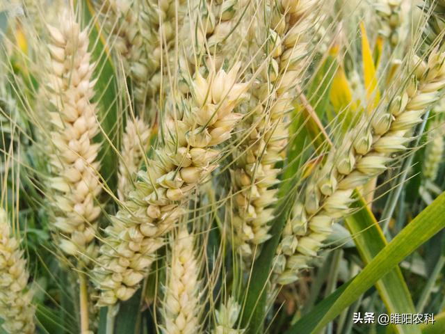 这些小麦品种表现好，成为河南主推品种
