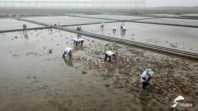 飞吧山东｜航拍带你看海水稻是如何栽种的