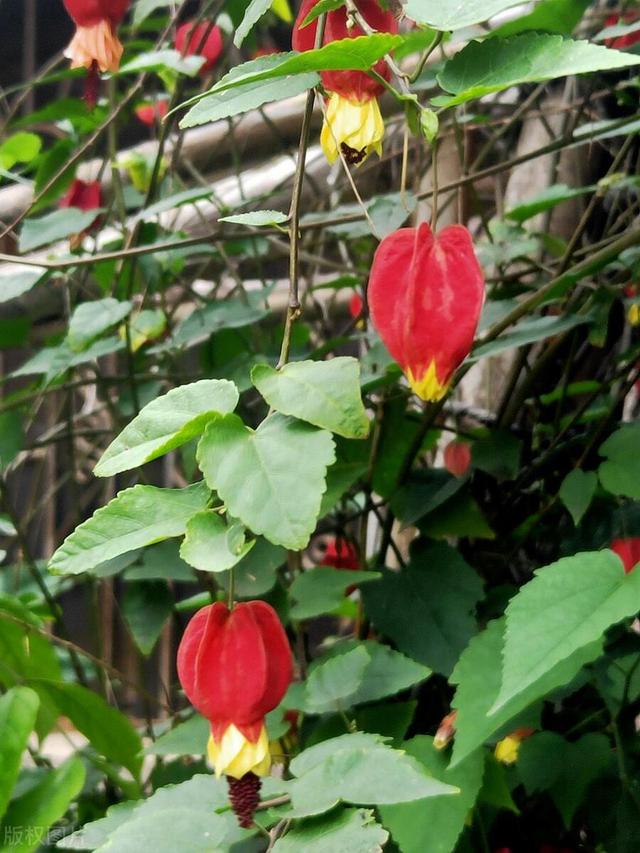 一种喜庆热闹花，满身都是小红灯笼，应该如何繁殖
