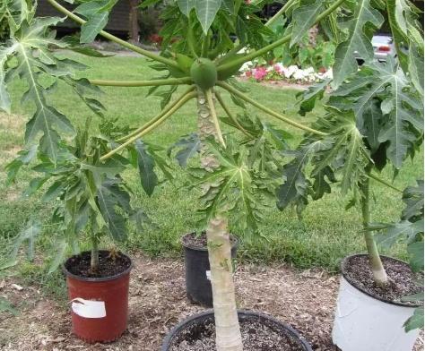 木瓜盆栽的种植方法