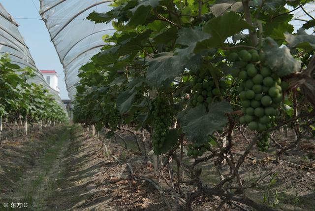 一亩地能栽多少棵葡萄？想栽好葡萄，你先得搞清楚这个问题