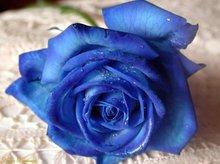 蓝色妖姬-染了蓝紫色的蔷薇科蔷薇属玫瑰种植物，有谁喜欢呢