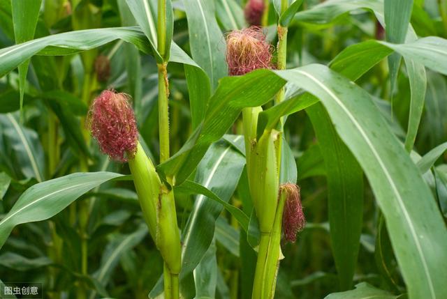 甜玉米高效栽培技术要点，掌握种植密度，及时去雄除穗，促进增产
