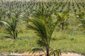椰树如何种植(椰子树的种植技术和管理)