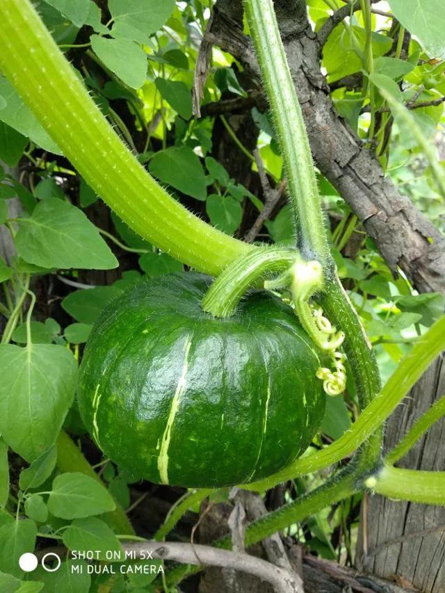种植有机绿贝贝南瓜做好这几步，每棵保结6个且又甜又面