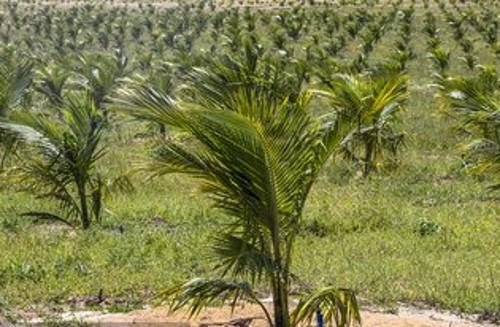 椰子树的种植技术和管理
